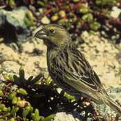 Laysan Finch